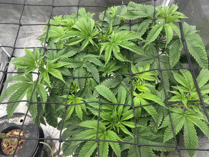 Blue Dream in Hydro (DWC). Week 8