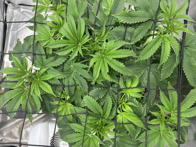 Blue Dream in Hydro (DWC). Week 8