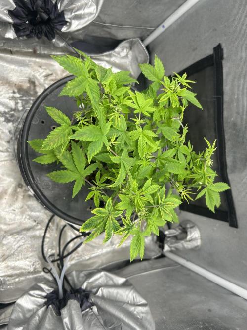 Maui Waui in Hydro (DWC). Week 8