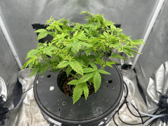 Maui Waui in Hydro (DWC). Week 8