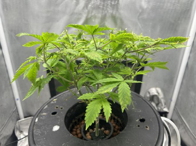 Maui Waui in Hydro (DWC). Week 8