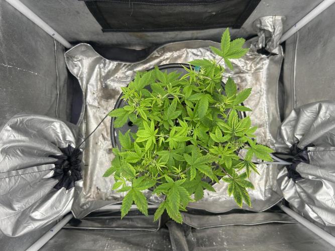 Maui Waui in Hydro (DWC). Week 8