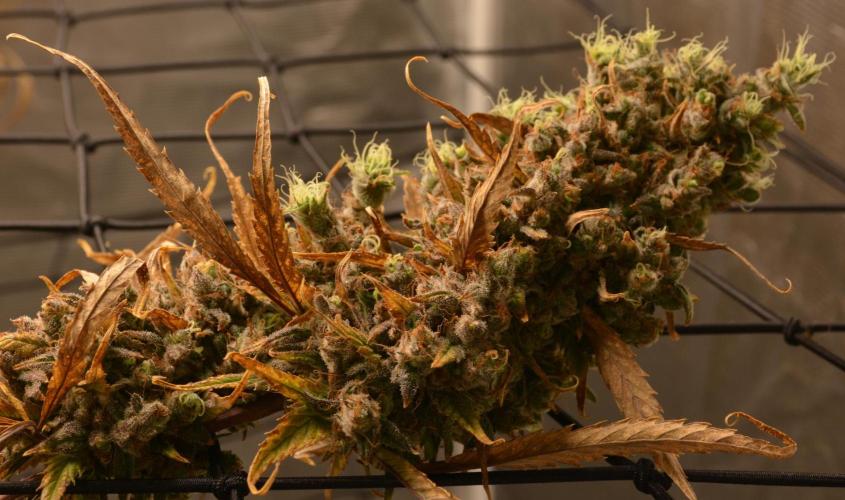 Desfrán in Hydro (DWC). Week 19