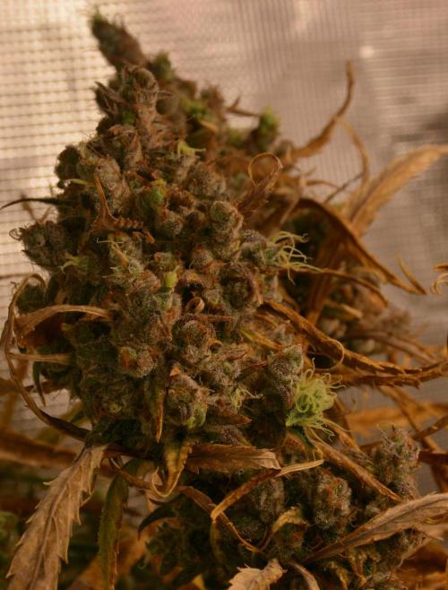 Desfrán in Hydro (DWC). Week 19