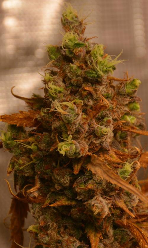 Desfrán in Hydro (DWC). Week 19