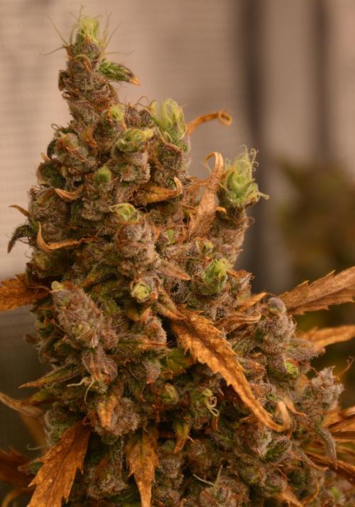 Desfrán in Hydro (DWC). Week 19