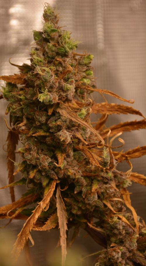 Desfrán in Hydro (DWC). Week 19