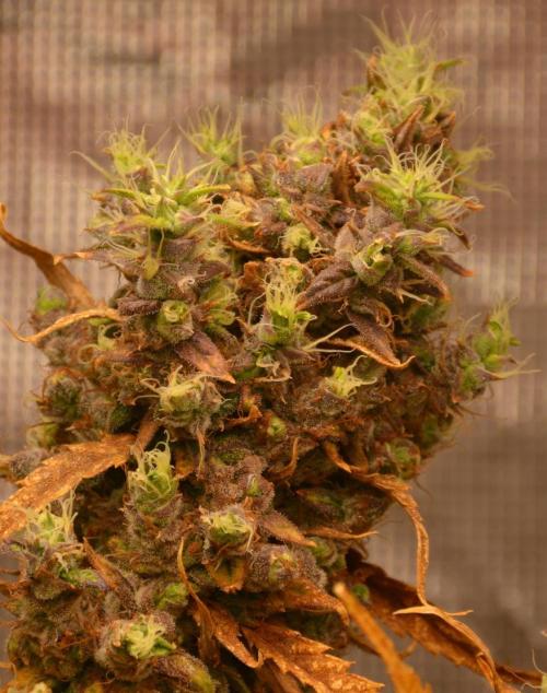 Desfrán in Hydro (DWC). Week 19