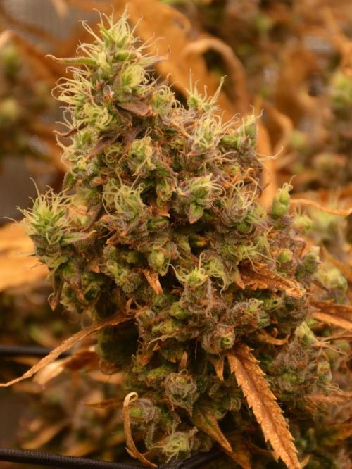 Desfrán in Hydro (DWC). Week 19