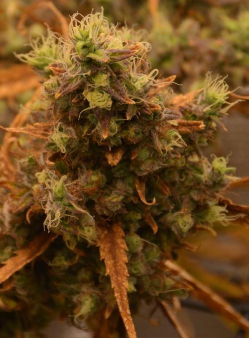 Desfrán in Hydro (DWC). Week 19