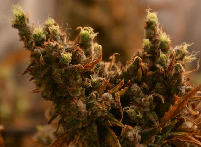 Desfrán in Hydro (DWC). Week 19