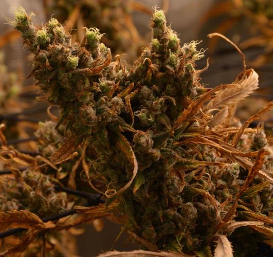 Desfrán in Hydro (DWC). Week 19