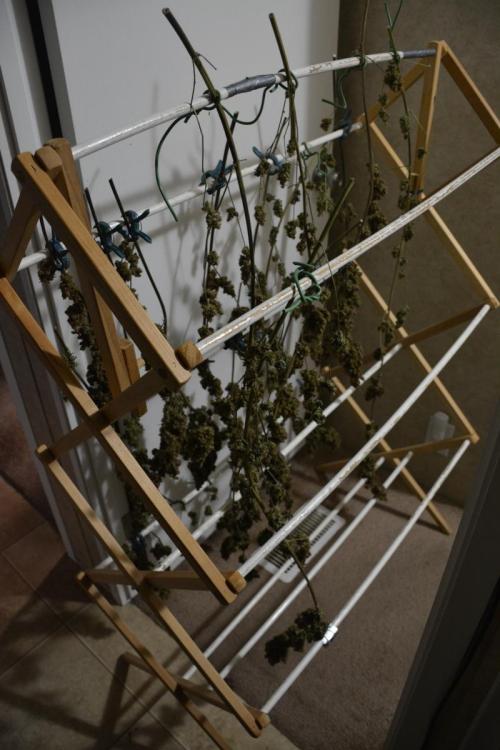 Desfrán in Hydro (DWC). Week 19 - This isn't where I placed my drying rack, this just was easier to photograph.