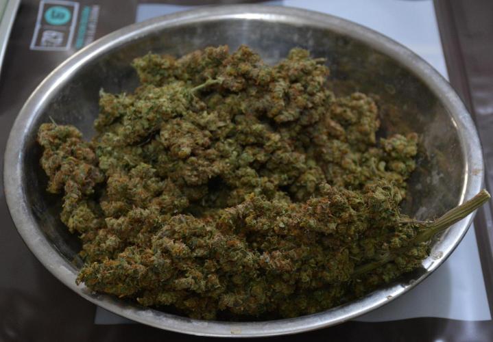 Desfrán in Hydro (DWC). Week 19