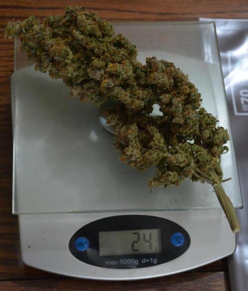 Desfrán in Hydro (DWC). Week 19