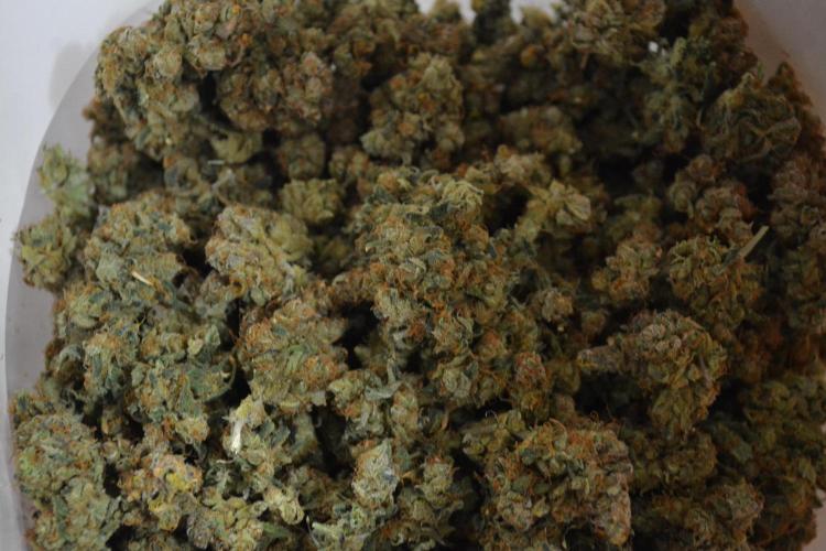 Desfrán in Hydro (DWC). Week 19