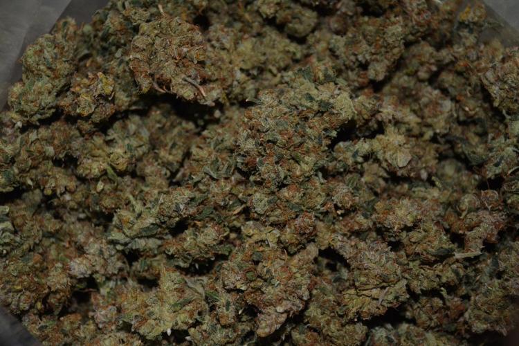 Desfrán in Hydro (DWC). Week 19