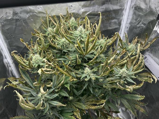 Ice Cream Cake in Hydro (DWC). Week 17