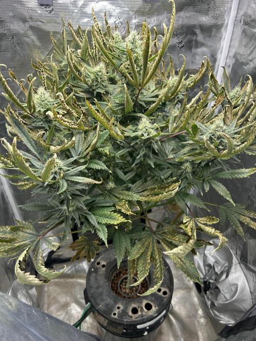 Ice Cream Cake in Hydro (DWC). Week 17