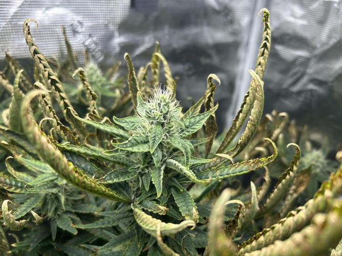 Ice Cream Cake in Hydro (DWC). Week 17