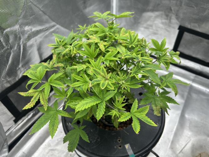 Maui Waui in Hydro (DWC). Week 9