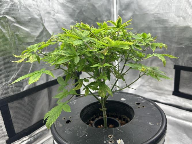 Maui Waui in Hydro (DWC). Week 9