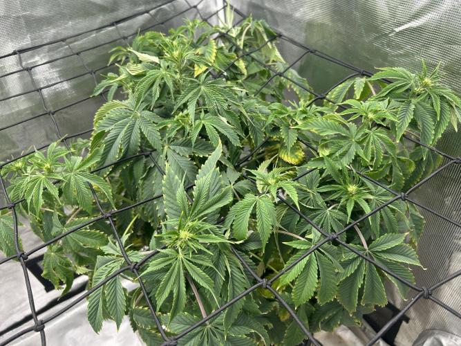 Blue Dream in Hydro (DWC). Week 9