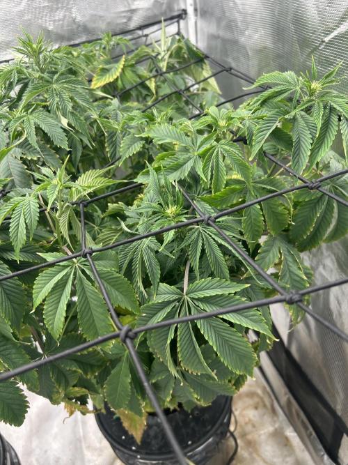 Blue Dream in Hydro (DWC). Week 9