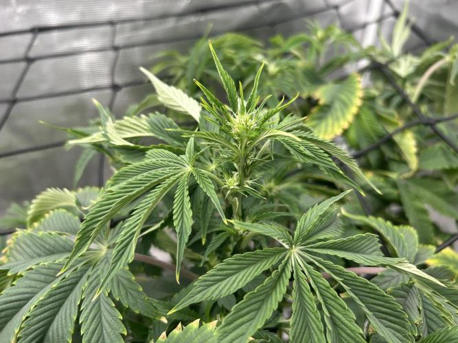 Blue Dream in Hydro (DWC). Week 9