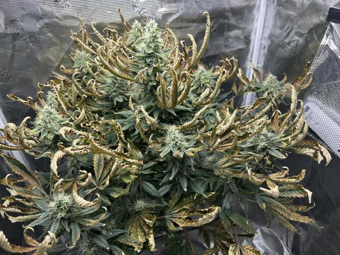 Ice Cream Cake in Hydro (DWC). Week 18