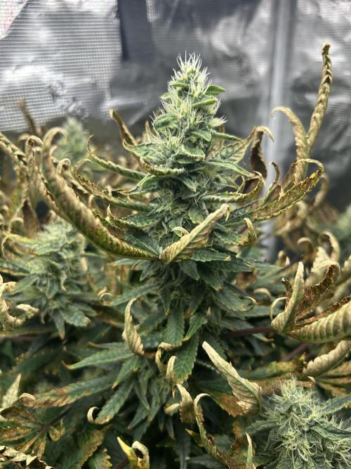 Ice Cream Cake in Hydro (DWC). Week 18