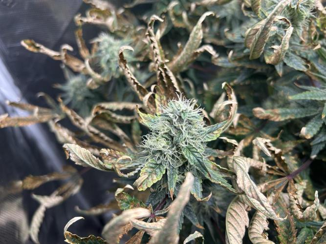 Ice Cream Cake in Hydro (DWC). Week 18