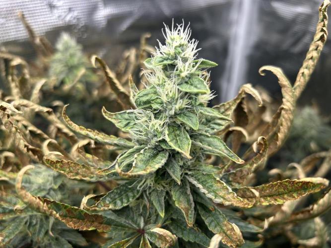 Ice Cream Cake in Hydro (DWC). Week 18