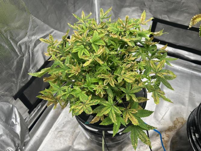 Maui Waui in Hydro (DWC). Week 10