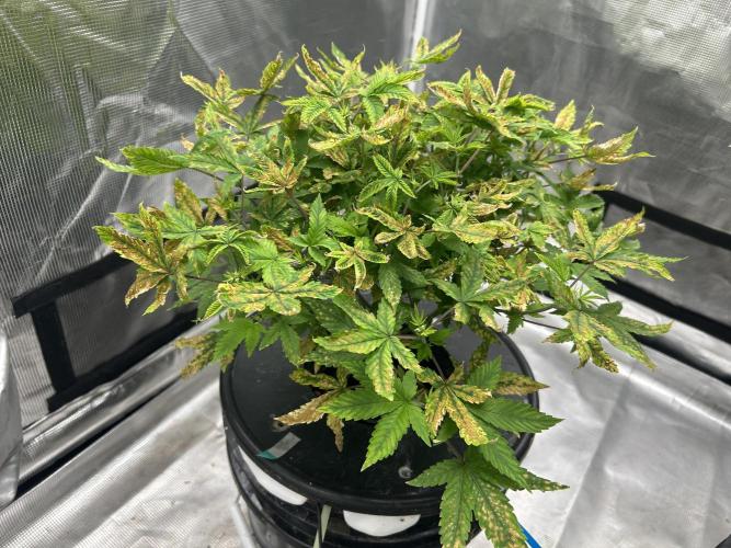 Maui Waui in Hydro (DWC). Week 10