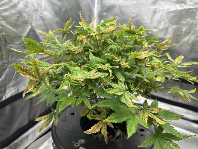 Maui Waui in Hydro (DWC). Week 10