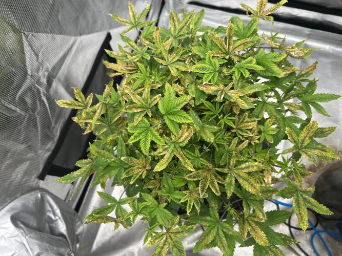 Maui Waui in Hydro (DWC). Week 10