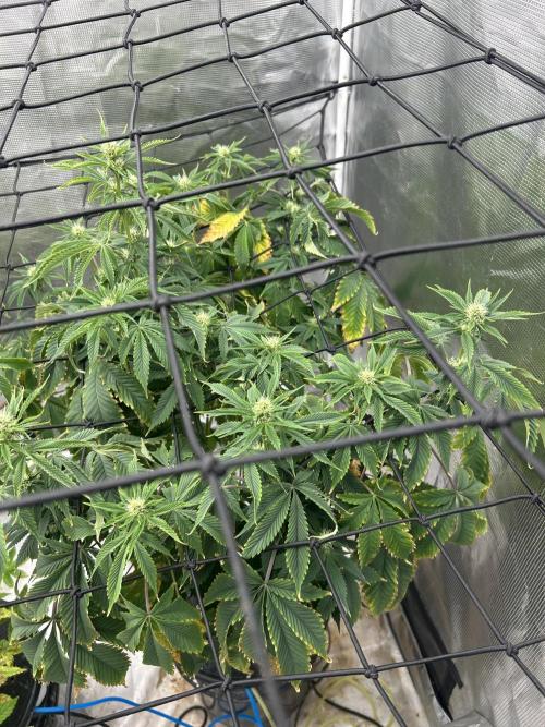 Blue Dream in Hydro (DWC). Week 10