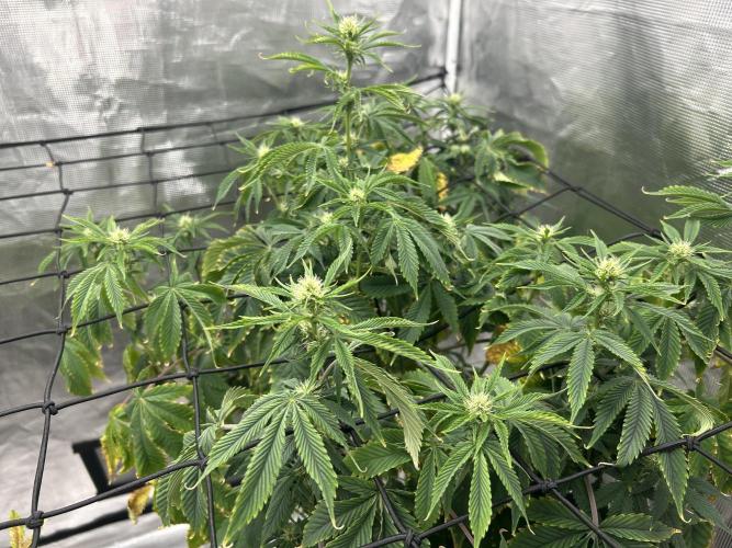 Blue Dream in Hydro (DWC). Week 10