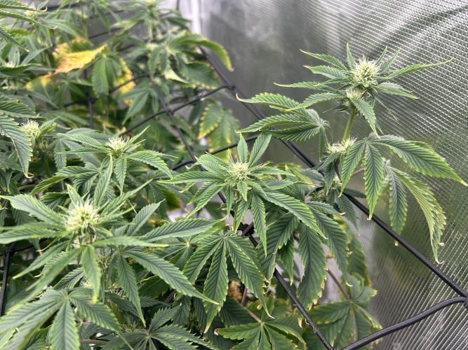 Blue Dream in Hydro (DWC). Week 10