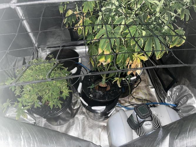 Maui Waui in Hydro (DWC). Week 11