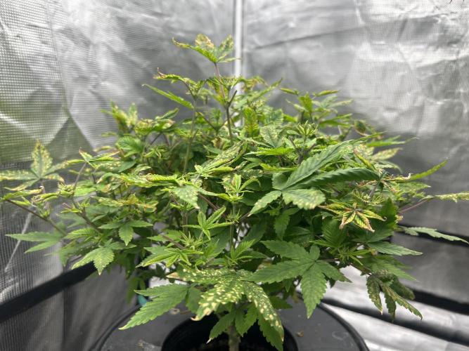 Maui Waui in Hydro (DWC). Week 11