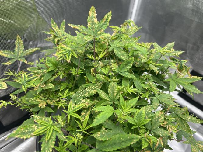 Maui Waui in Hydro (DWC). Week 11