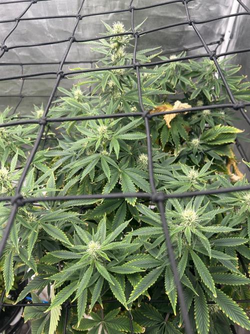 Blue Dream in Hydro (DWC). Week 11