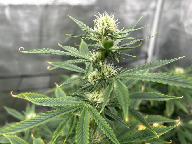 Blue Dream in Hydro (DWC). Week 11