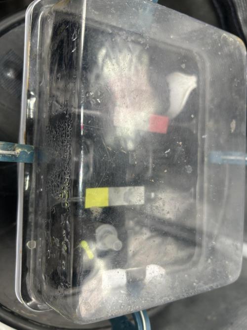 Dream Widow. Week 0 - The red flagged one is Strawberry Cough.