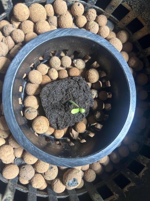 Strawberry Cough in Hydro (DWC). Week 0