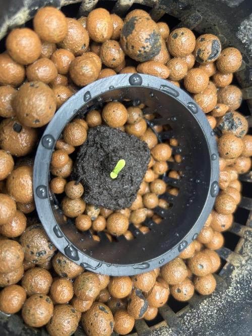 Strawberry Cough in Hydro (DWC). Week 0
