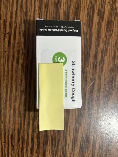 Strawberry Cough in Hydro (DWC). Week 0