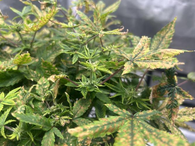 Maui Waui (DWC). Week 12